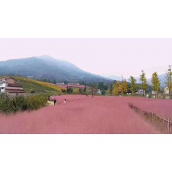 价格实惠的粉黛乱子草就在青州山合水花卉