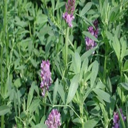 甩卖牧草种子-价位合理的紫花苜蓿就在宁夏上谷农牧