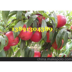 46-28油桃价格-陕西万亩黄壤46-28油桃，48油桃行情