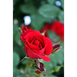 四季玫瑰-为您推荐质量好的四季玫瑰