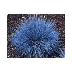 蓝羊茅种植-好的蓝羊茅德聚仁和花卉苗木供应