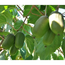 软枣猕猴桃价格_哪里能买到放心的软枣猕猴桃