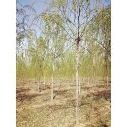 新疆柳树基地供应柳树苗 承接绿化树荫工程 8公分垂柳树价格