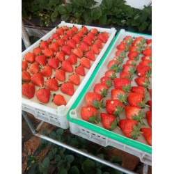 草莓价格-丹东超值的草莓种植批发供应