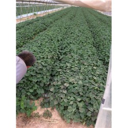 新乡红薯苗供应商 源发苗木基地